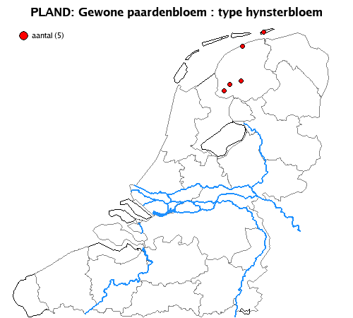 hynsterbloem